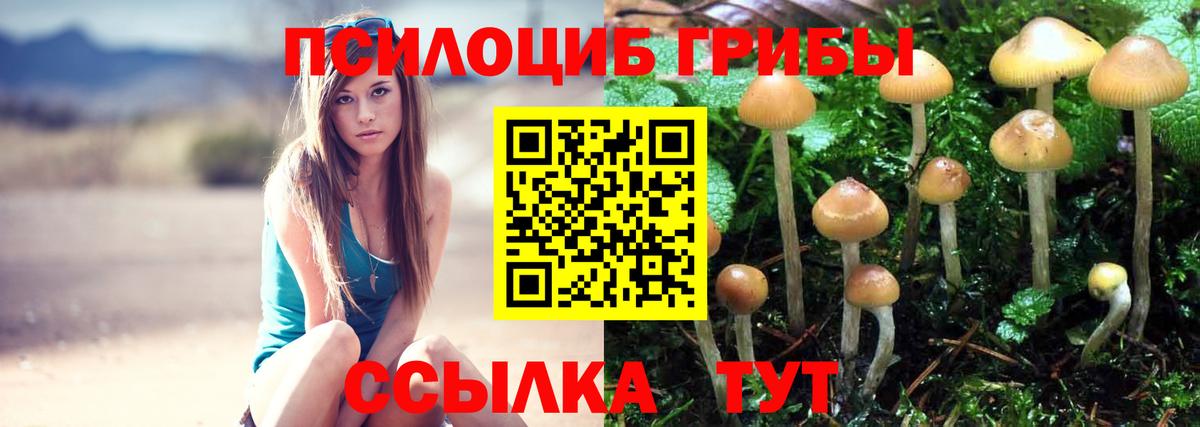 Псилоцибиновые грибы Cubensis  Вход с VPN  Черкесск 